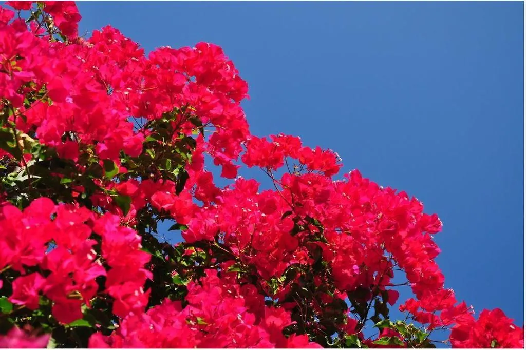 Kefalonia Beach Hotel & Bungalows Lixouri Greece